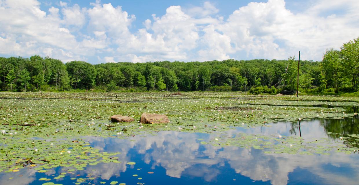 NJ Wildlife Habitat